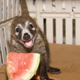 Illustration for article titled Ultimate Cute-off: Quoakka vs. Coati?